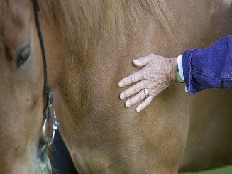 Information om terapeutisk arbjede og erfaringer i vores bog 'Natur, heste og rideterapi' - Følg hjertets vej med hest.